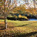 Autumn Frost and sunshine