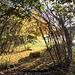 Autumn Frost and sunshine
