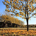 Autumn Frost and sunshine