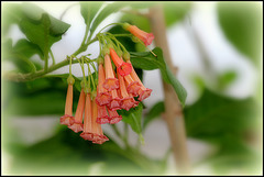 Iochroma coccinea