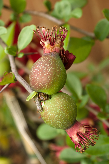 Tiny quince fruits