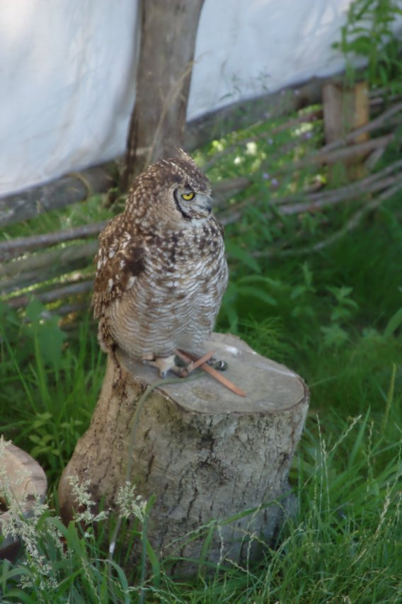 Ribe Vikingcenter - Falconry demonstration