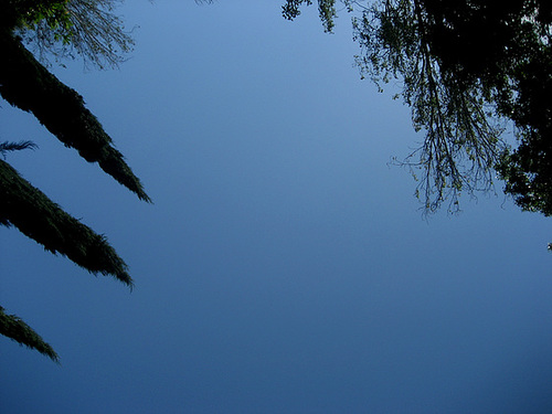 Lisboa, Garden of Foundation Calouste Gulbenkian, trees' fireworks (5)