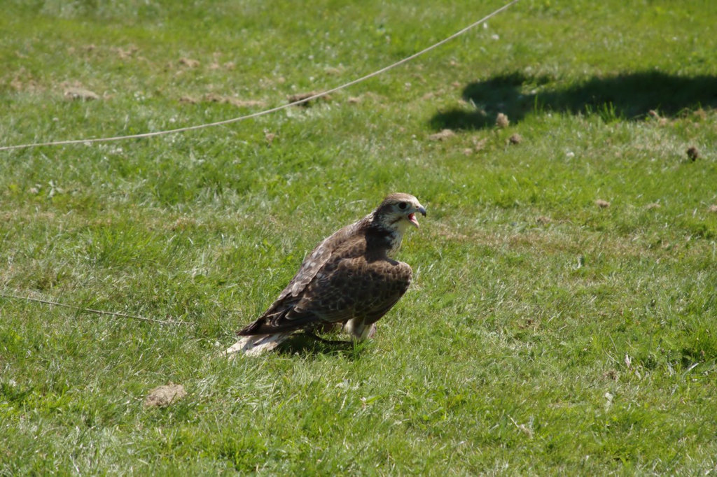 Ribe Vikingcenter - Falconry demonstration