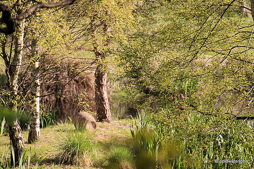 Bahla pot - a very long way from home...after it cracked from a hard winter frost, it has been left on the island for the ducks to nest in.