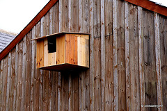Barn Owls need a home too!