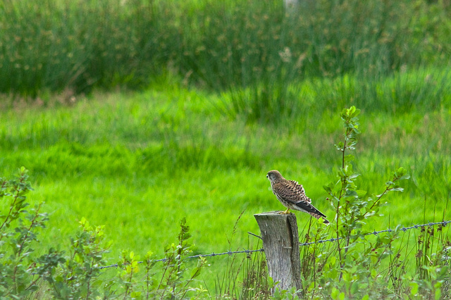 Bird of... Prey.