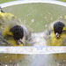 Bed and Breakfast?  Siskins dozing in the bird-feeder!