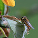 Bee on Broom seedpod