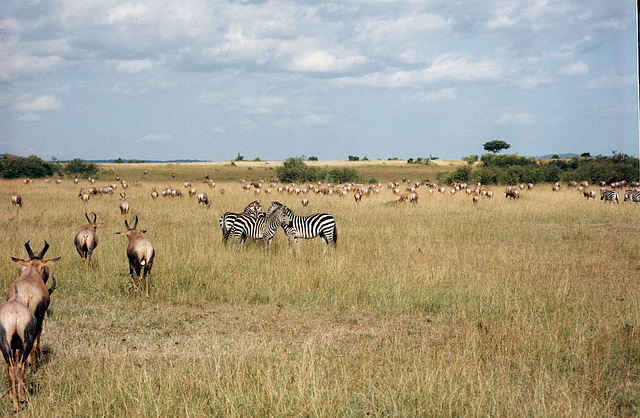 Bustling with Wildlife