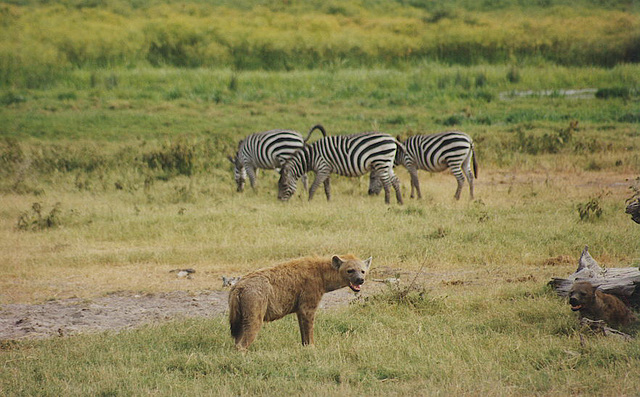 Zebra for Breakfast?