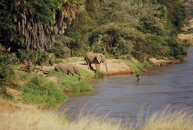 Elephant Beach