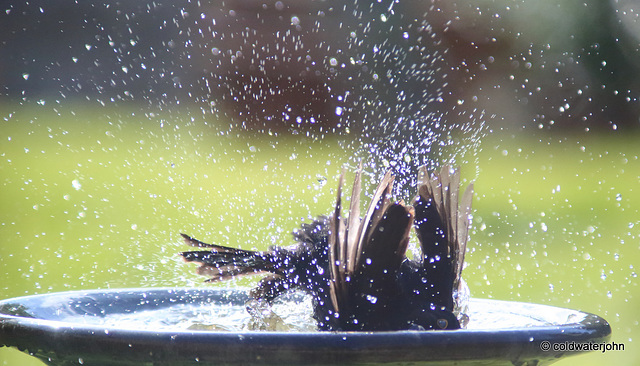 Blackbird having a vigorous bath!