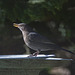 Blackbird sunbathing