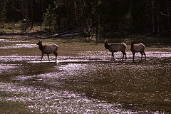 Wildlife