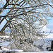 Blervie Castle in snow on the horizon Taken with a wide angle lens - for a close-up of the castle ruins you can see on the horizon,  check out next image, taken with an Angenieux 420mm!