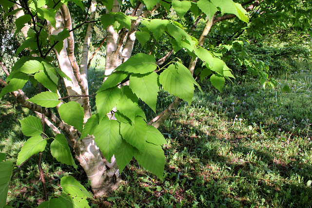 Betula albosinensis 'Hergest' (2)