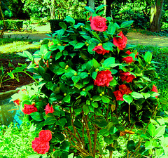Coimbra, Quinta das Lágrimas, camellias (4) Coimbra, Quinta das Lágrimas, camellias (4)
