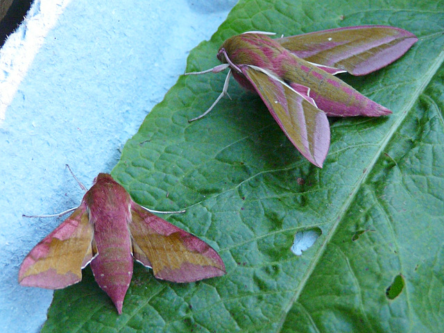 Small and Large Elephant Hawk Moths