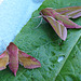 Small and Large Elephant Hawk Moths