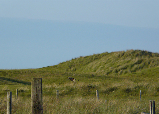 Female Cuckoo is Off 2