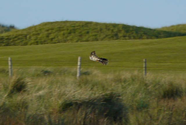 Female Cuckoo is Off 3