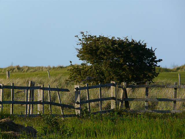 The Chase - Cuckoo Birds