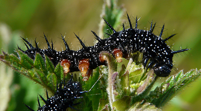 Peacock Butterfly Caterpillar