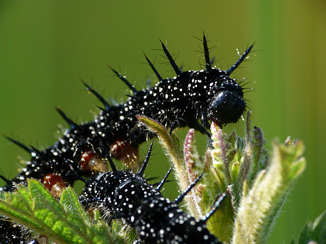 Peacock Caterpillars