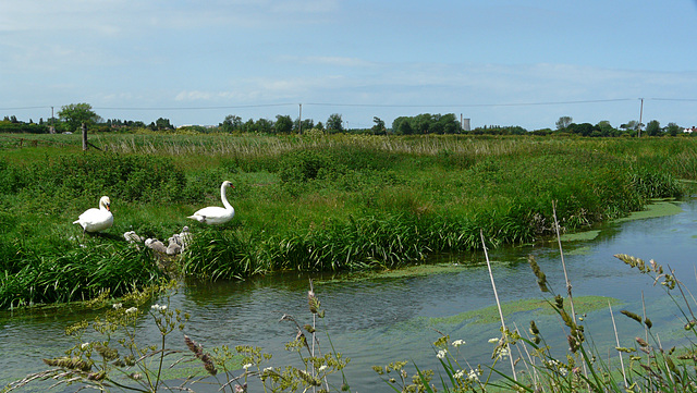 Swans on North Stream