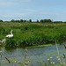 Swans on North Stream