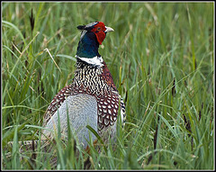 Pheasant in the grass