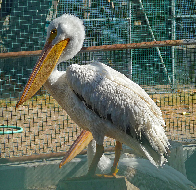 Pelican (1452)