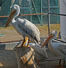 Pelicans (1450)