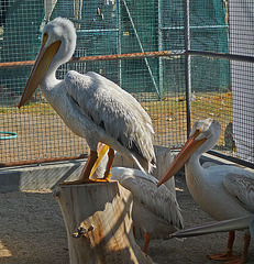 Pelicans (1450)