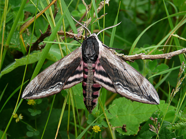 Privet Hawk-moth