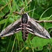 Privet Hawk-moth