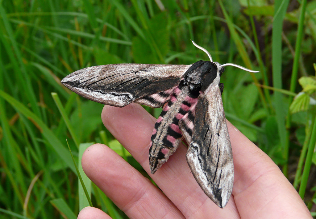 Privet Hawk-moth
