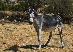 Donkey ballet