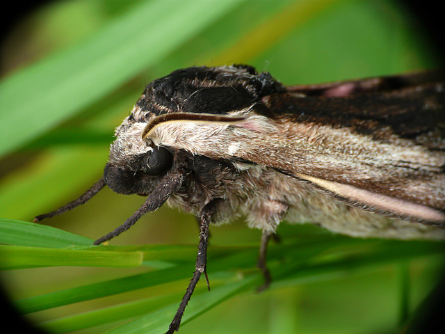 Privet Hawk-moth