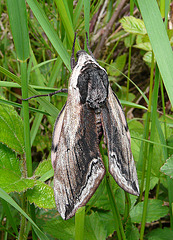 Privet Hawk-moth -Top