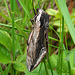 Privet Hawk-moth Side