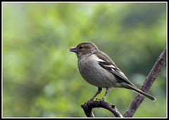 Female Chaffinch