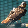 Red-Tailed Hawk (1436)