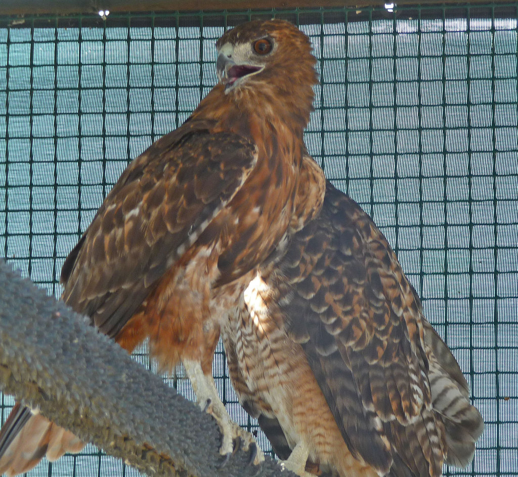 Red-Tailed Hawks (1433)