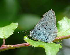 Holly Blue Butterfly