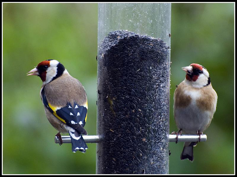 Goldfinches on Feeder