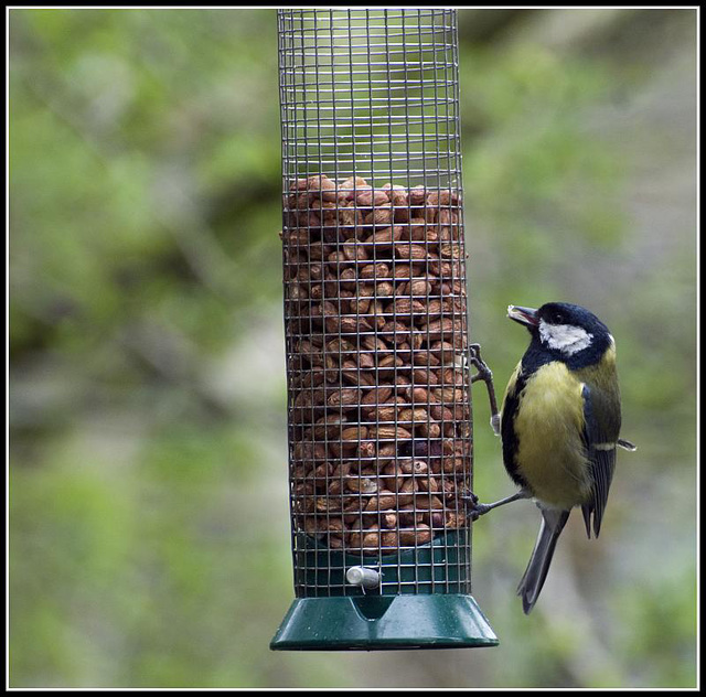 Great Tit on Feeder