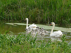 Swan Family