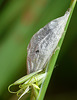 Narrow-bordered Five-spot Burnet Pupa 2